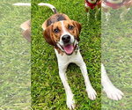 Benji III - Male Beagle Dog for Adoption - Small photo
