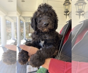 Labradoodle-Poodle (Standard) Mix Puppy for sale in MIDDLESEX, NC, USA