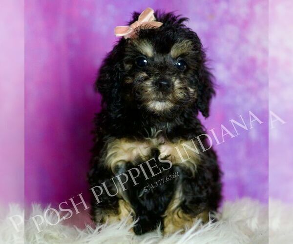 Medium Photo #123 Poodle (Miniature) Puppy For Sale in WARSAW, IN, USA