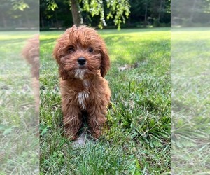 Cockapoo Puppy for sale in DURHAM, CT, USA