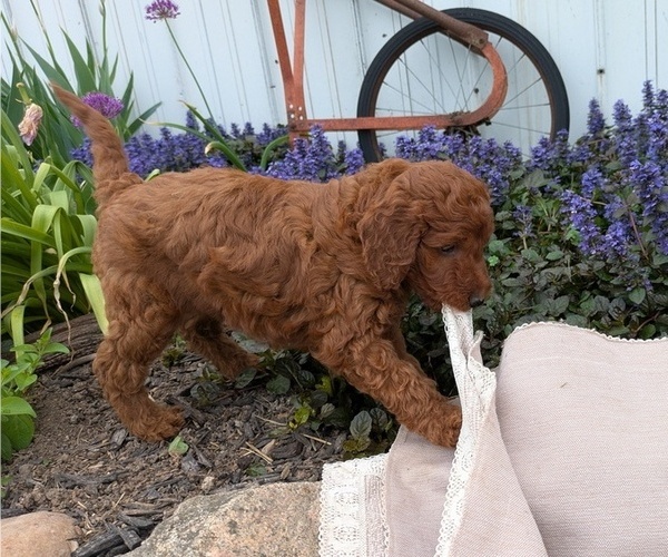 Medium Photo #7 Irish Doodle Puppy For Sale in GOSHEN, IN, USA