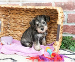 Small #2 Schnauzer (Miniature)