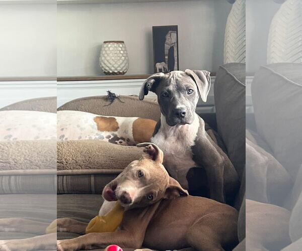 Medium Photo #3 American Pit Bull Terrier-Unknown Mix Puppy For Sale in Germantown, OH, USA