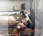 Small #2 American Pit Bull Terrier Mix
