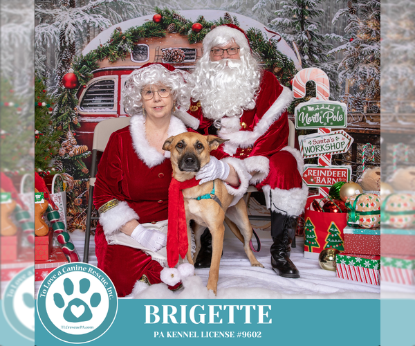 Medium Photo #8 German Shepherd Dog-Unknown Mix Puppy For Sale in Kimberton, PA, USA