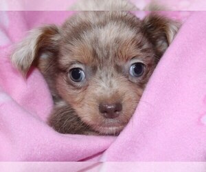 Medium Chihuahua