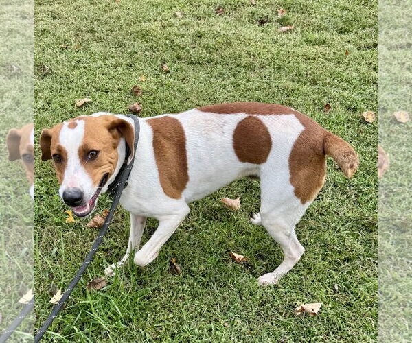 Medium Photo #3 Beagle-Unknown Mix Puppy For Sale in Sparta, TN, USA
