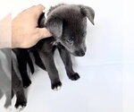 Small #1 German Shepherd Dog Mix