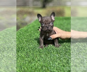 Medium French Bulldog