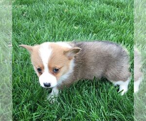 Pembroke Welsh Corgi Puppy for sale in HAVEN, KS, USA