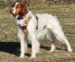 Small Photo #1 Brittany Puppy For Sale in MONTROSE, CO, USA