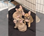 Small Photo #5 French Bulldog Puppy For Sale in ANTIOCH, CA, USA