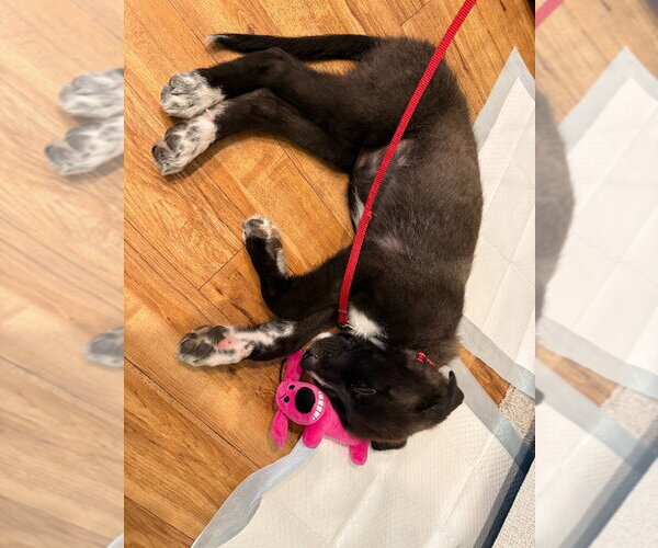 Medium Photo #2 Border Collie-Unknown Mix Puppy For Sale in Salt Lake City, UT, USA