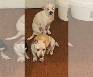 Foxy Rat Terrier Puppy for sale in BOSTON, MA, USA