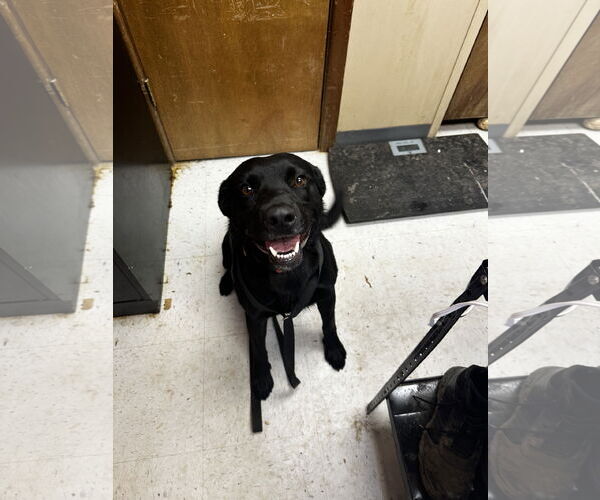 Medium Photo #4 Labrador Retriever-Unknown Mix Puppy For Sale in Coralville, IA, USA