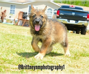 German Shepherd Dog-Siberian Husky Mix Puppy for sale in MULBERRY, FL, USA