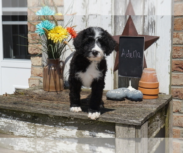 Medium Photo #9 Bernedoodle Puppy For Sale in DUNDEE, OH, USA