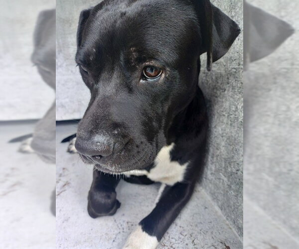 Medium Photo #1 American Staffordshire Terrier Puppy For Sale in Fort Lauderdale, FL, USA