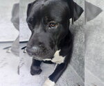 DUTCH - Male American Staffordshire Terrier Dog for Adoption - Small photo
