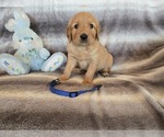 Small #14 Golden Retriever
