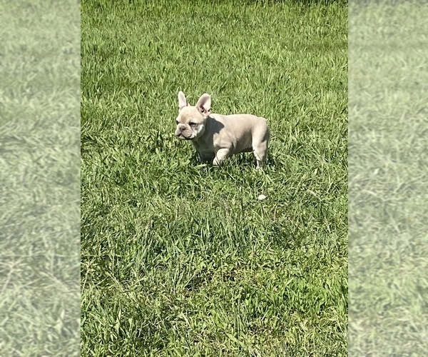Medium Photo #17 French Bulldog Puppy For Sale in SIOUX FALLS, SD, USA