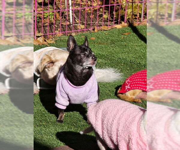 Medium Photo #3 Chihuahua Puppy For Sale in MIDWAY, UT, USA