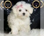 Small #1 Maltese
