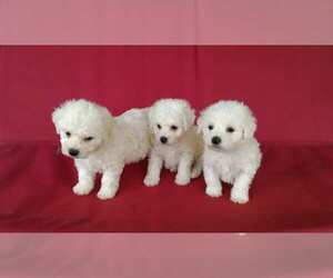 Bichon Frise Puppy for sale in CITY OF SPOKANE VALLEY, WA, USA