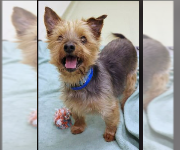 Medium Photo #3 Mutt Puppy For Sale in GILBERTS, IL, USA