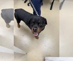 Small Rottweiler Mix