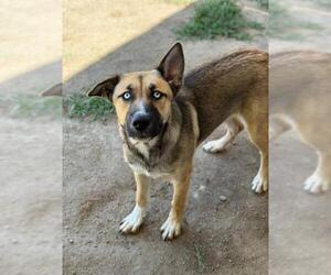 German Shepherd Dog Dogs for adoption in Riverside, CA, USA