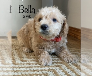 Schnoodle (Miniature) Puppy for Sale in LARCHWOOD, Iowa USA