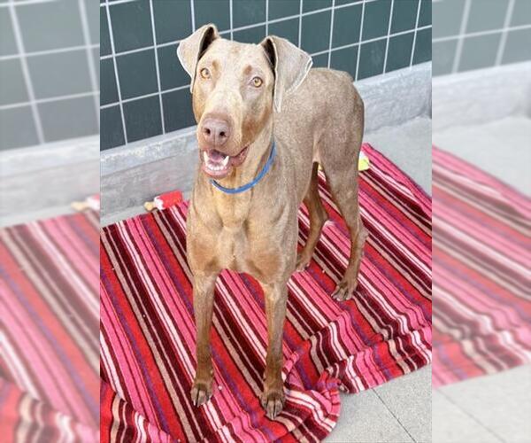 Medium Photo #2 Doberman Pinscher Puppy For Sale in Rancho Cucamonga, CA, USA