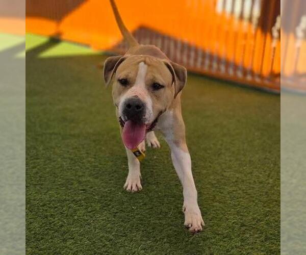 Medium Photo #2 Mutt Puppy For Sale in Las Vegas, NV, USA