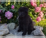 Small #6 Belgian Sheepdog