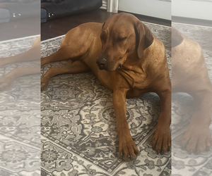 Mother of the Rhodesian Ridgeback puppies born on 07/27/2025