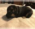 Small Photo #3 German Shepherd Dog Puppy For Sale in LEAD HILL, AR, USA