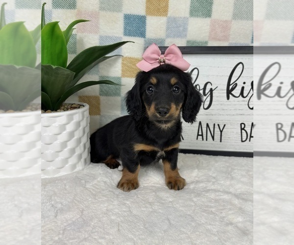 Medium Photo #3 Dachshund Puppy For Sale in FRANKLIN, IN, USA