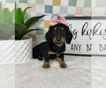 Small #2 Dachshund