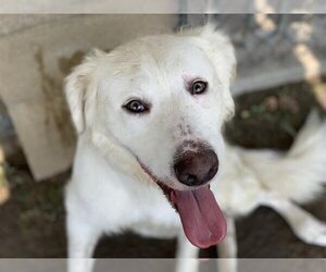Golden Pyrenees Dogs for adoption in Riverside, CA, USA