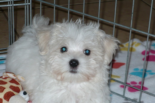 Medium Photo #4 Maltese Puppy For Sale in ORO VALLEY, AZ, USA