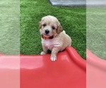 Small Photo #5 Goldendoodle (Miniature) Puppy For Sale in PORT CHARLOTTE, FL, USA