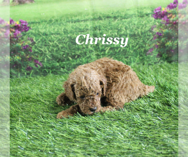 Medium Photo #6 Poodle (Toy) Puppy For Sale in CHANUTE, KS, USA