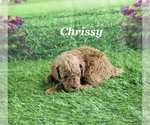 Small #5 Poodle (Toy)
