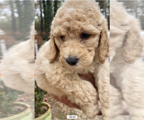 Medium Photo #8 Double Doodle Puppy For Sale in MAGNOLIA, TX, USA