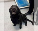 Small Labrador Retriever