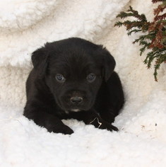 Cane Corso Puppy for sale in GAP, PA, USA