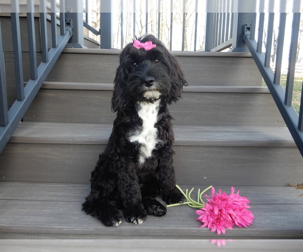 Medium Photo #1 Cockapoo Puppy For Sale in MILLERSBURG, OH, USA