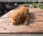 Small #3 Golden Retriever