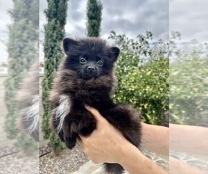 Medium Pomeranian